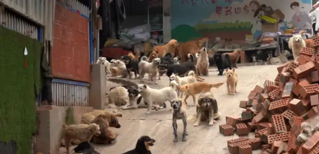From merchants to rescuers, she spent 25 years giving over 5,000 stray dogs a home
