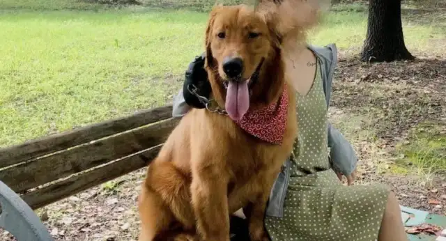 Goldhound was killed while on the way