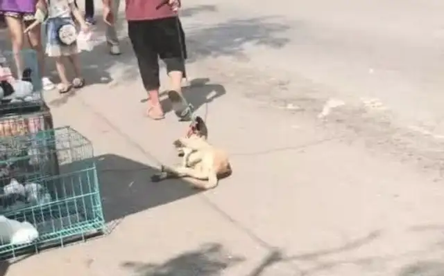 The master's going to sell the doorman and the dog's lying down and he won't leave