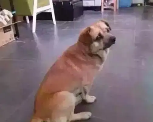 He raped his pet dog many times