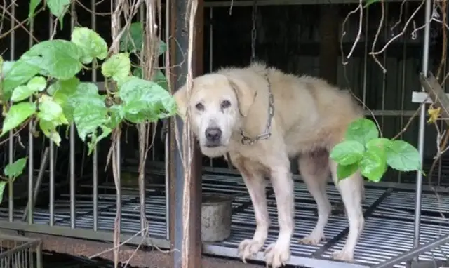 Seventeen dogs died as white bones, and the owner of the pet store said he didn't have time to dispose of the body