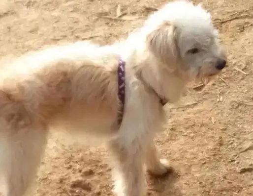 Hangzhou's 7-year-old dog was left in the service area, and for 26 days he went back to his home 60 miles away