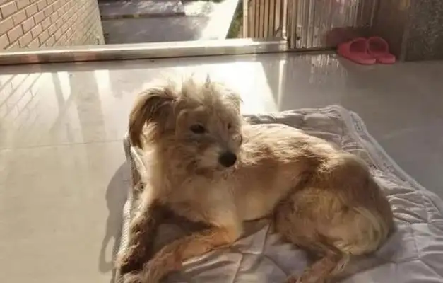 Hangzhou's 7-year-old dog was left in the service area, and for 26 days he went back to his home 60 miles away
