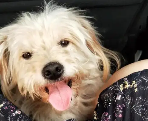 Hangzhou's 7-year-old dog was left in the service area, and for 26 days he went back to his home 60 miles away