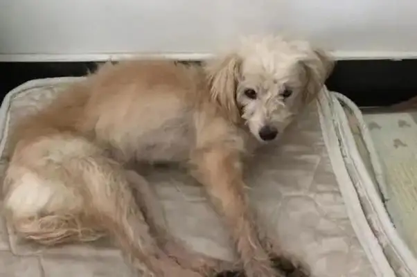Hangzhou's 7-year-old dog was left in the service area, and for 26 days he went back to his home 60 miles away