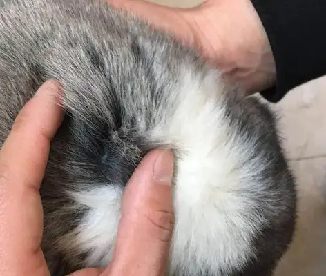 When I went to the pet shop to plant, Koki gave birth to four grey-kids, and the owner beat the black dog in the neighborhood
