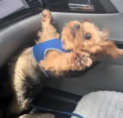 The dog was shocked when the Squawkman drove unsustainably: the dog could not have sat in the front seat