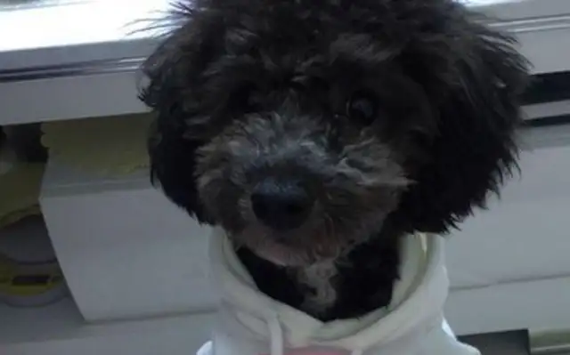 Teddy gave birth to two little milk dogs and saw one of them