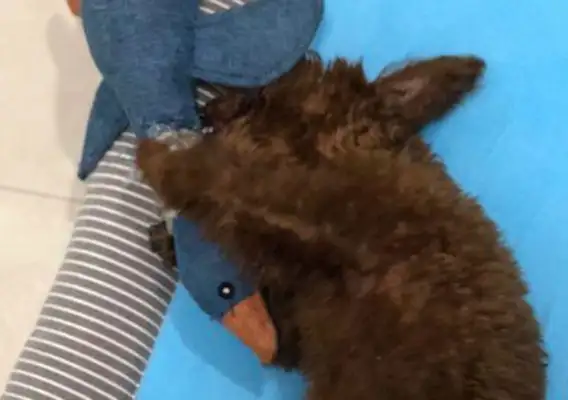 Teddy gave birth to two little milk dogs and saw one of them