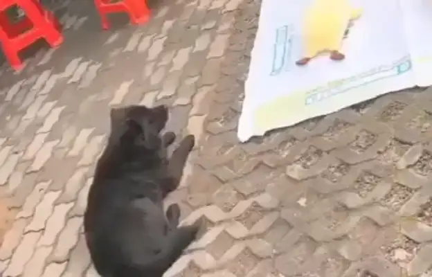 The street trapped a little black dog, and the dog was blinded at that time: "I've got a home?"
