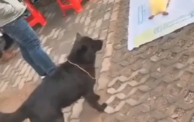 The street trapped a little black dog, and the dog was blinded at that time: 