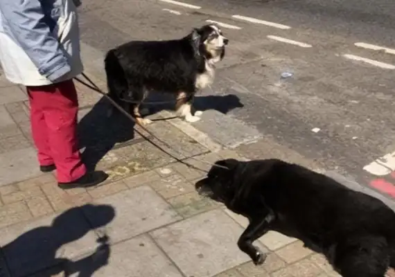 The dog was taken out in the heat of the day, and the owner didn't know about the heat
