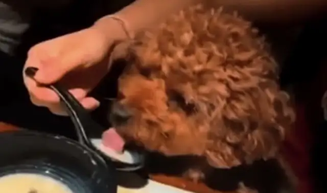 Women showing off with spoons to feed pet dogs, restaurant: throw away the utensils and kill the restaurant