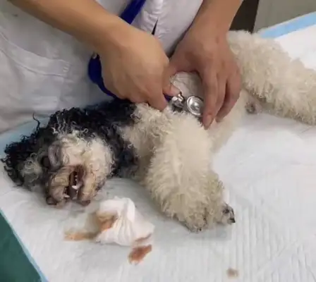 Many pet dogs in Wuhan district are suspected of dying after eating toxic ham sausages