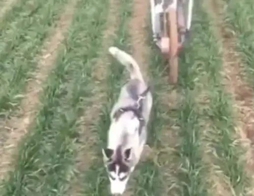 Haschi: I am a fucking sleigh dog! Why treat me like a cow for no reason!