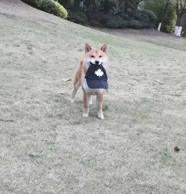 He took away his master's hat and kept sarcasming at him: 