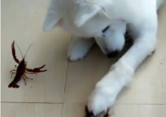 The dog fights with two lobsters, he's fearless, he's capable of killing. Drop it