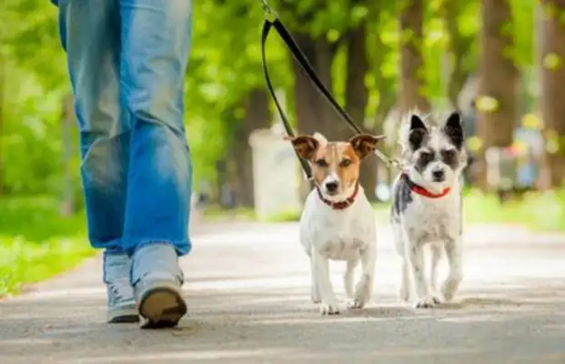 What's the court's decision when there's an accident without a leash