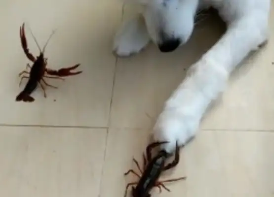 The dog fights with two lobsters, he's fearless, he's capable of killing. Drop it