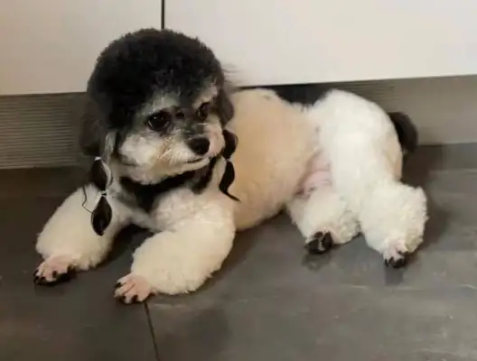 Many pet dogs in Wuhan district are suspected of dying after eating toxic ham sausages