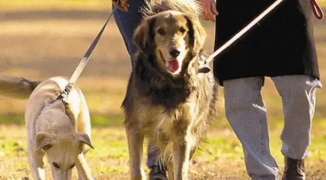 What's the court's decision when there's an accident without a leash