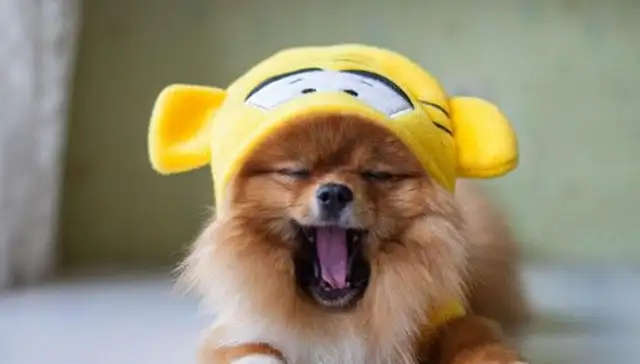 The old lady was in a coma and the next dog was barking for help