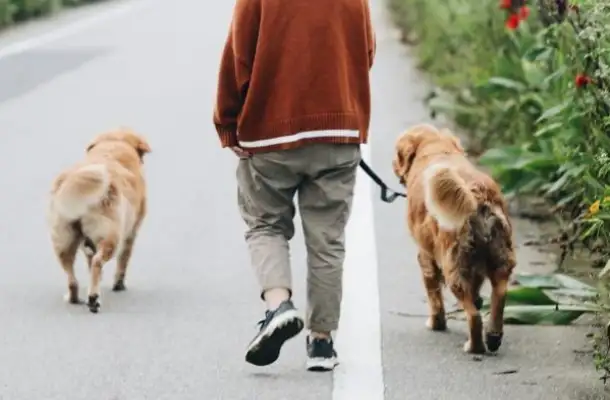 What's the court's decision when there's an accident without a leash