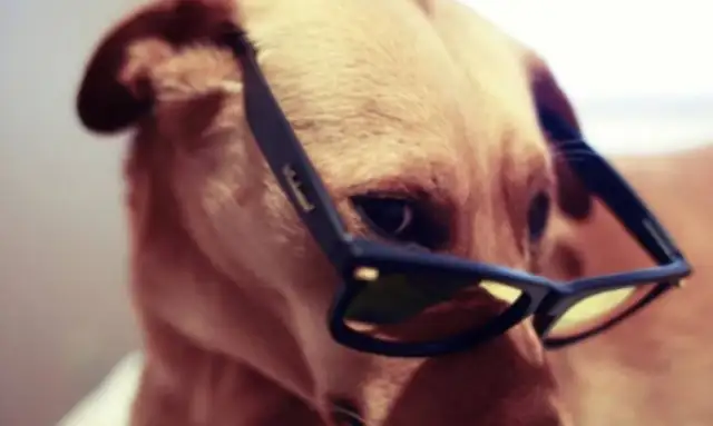 Dogs suddenly get bad. Maybe it's puberty