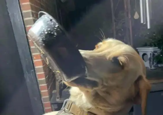 Every day, dogs pay their dues to bring in different gifts to greet their master