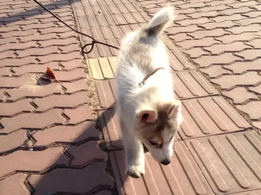 What's the court's decision when there's an accident without a leash