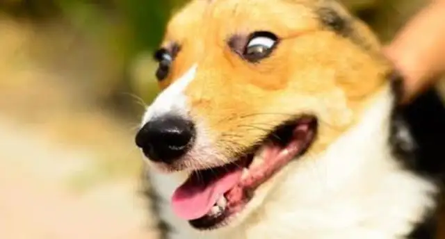Dog crashes into the old stall, smashes three china. Master: The dog pays you