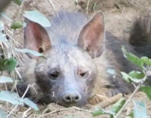 The hyena was wounded in the pit, and the woman overcame her fear to help her child