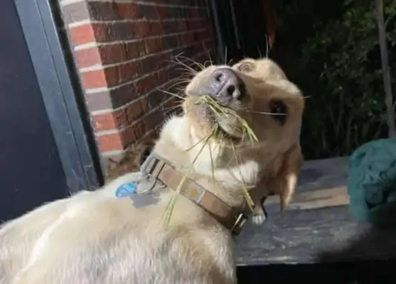 Every day, dogs pay their dues to bring in different gifts to greet their master