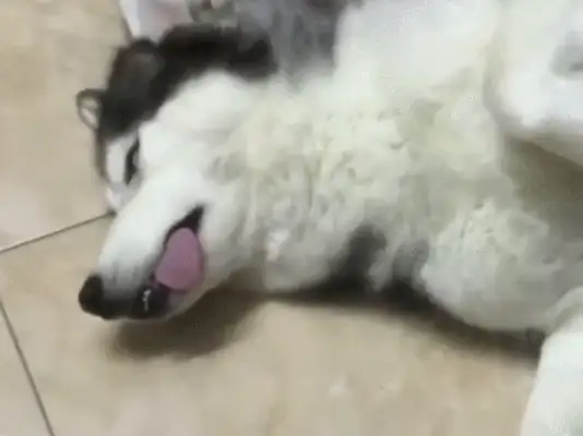 The dog can't hear the call in his sleep. The master calls the dog stupid. The dog is blind