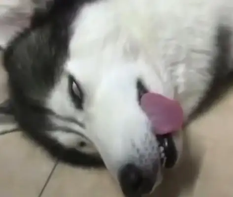 The dog can't hear the call in his sleep. The master calls the dog stupid. The dog is blind