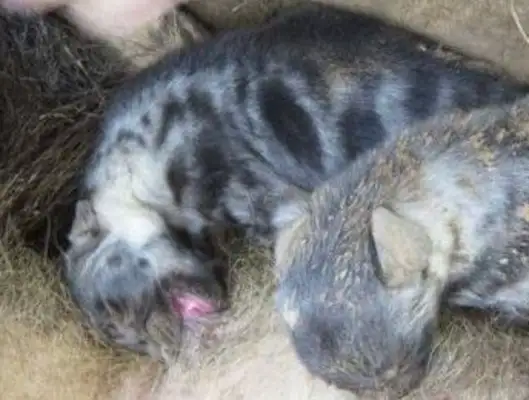 The hyena was wounded in the pit, and the woman overcame her fear to help her child