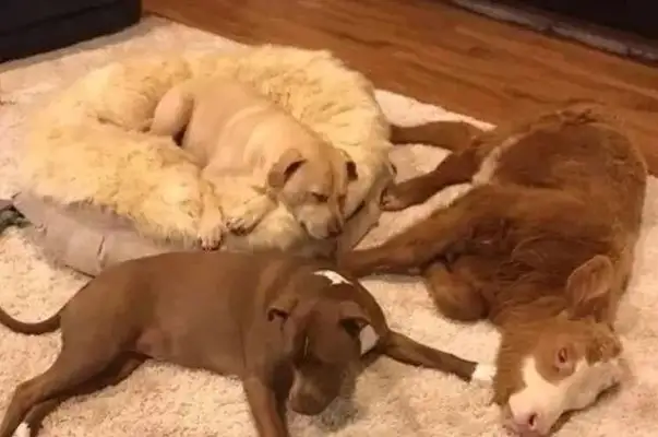 The cow and the dog are like sisters, and the master's feeding is exposed: don't rob me