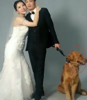 The owner took a picture of the wedding with the blonde, but he didn't want to cooperate: Did he think about how my single dog felt