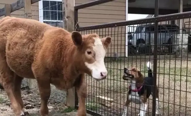 The cow and the dog are like sisters, and the master's feeding is exposed: don't rob me
