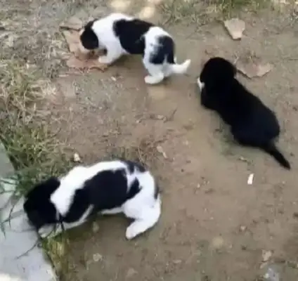 The netizens picked up four stray dogs, and Mom threw them outside, and the next day she saw a warm image!