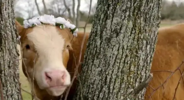 The cow and the dog are like sisters, and the master's feeding is exposed: don't rob me