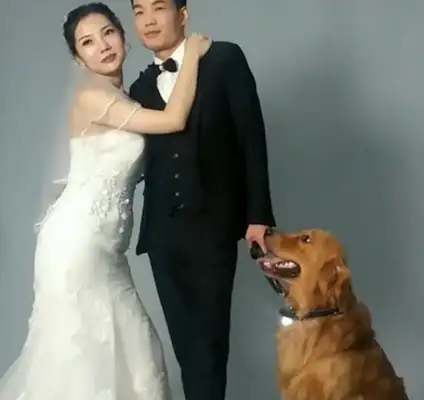 The owner took a picture of the wedding with the blonde, but he didn't want to cooperate: Did he think about how my single dog felt