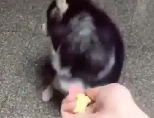 The master tricked it with a snack. Netizen: Why are you so cute