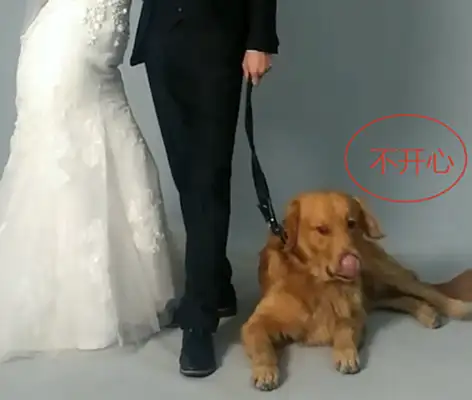 The owner took a picture of the wedding with the blonde, but he didn't want to cooperate: Did he think about how my single dog felt