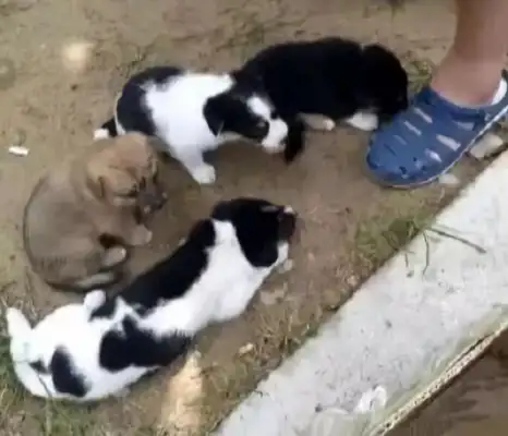 The netizens picked up four stray dogs, and Mom threw them outside, and the next day she saw a warm image!