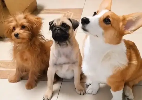 In order to have a home, a stray dog tries to please a human being