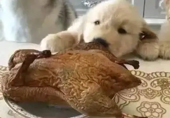 The master sent two-hundred-humber ducks, and the golden doggy came back to eat