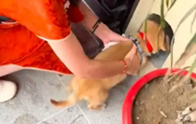 Grandpa and Grandma moved into their new home, and brought the stray dogs they found. Dog: So many rituals