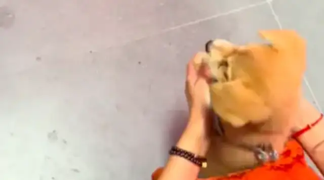 Grandpa and Grandma moved into their new home, and brought the stray dogs they found. Dog: So many rituals