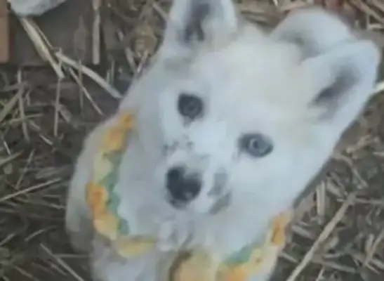 There's a dog on fire with a toy bear